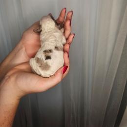 Girl 1 - Merle female Cockapoo puppy in Fort White, Florida from Jade