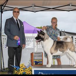 Willow - Akita