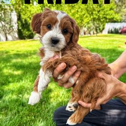 Friday - Red  female Goldendoodle puppy in Bountiful, Utah from Red Brick Doodles