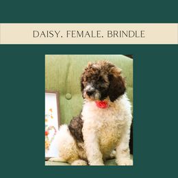 Daisy - Tri-color Bernedoodle puppy in Woodland, Georgia from Bethel Doodle Ranch