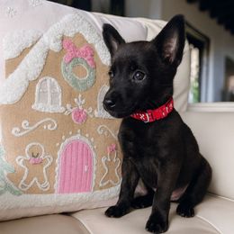 Bolt - Black brindle male Dutch Shepherd puppy in San Diego, California from TecK9s
