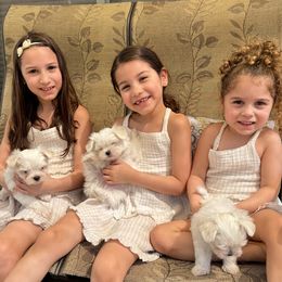 Maltese Puppies from My Precious pups