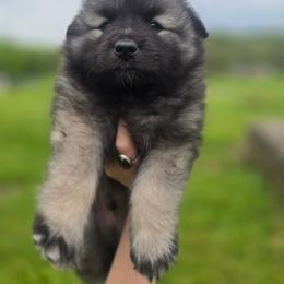 Jasper - Wolfgray and black male Keeshond puppy in Logan, Ohio from Hocking Hills Keeshonds