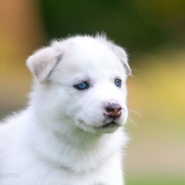 Siberian Husky Puppies from Lilbearshuskies