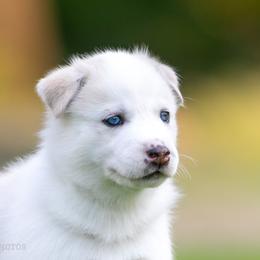 Siberian Husky Puppies from Lilbearshuskies