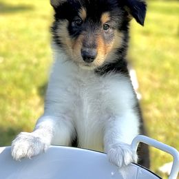 Collie Puppies from EverHeart Collies