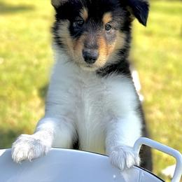Collie Puppies from EverHeart Collies