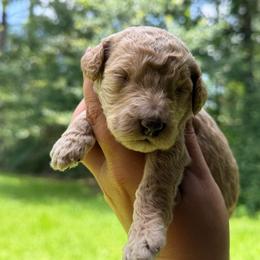 Girl 2 - Apricot female Goldendoodle puppy in Bogue Chitto, Mississippi from Valentine Kennels