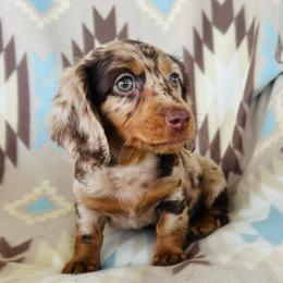 Boy 2 - Dapple male Dachshund puppy in Oklahoma from DRB Dachshunds