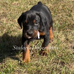 Pink collar - Black and rust female Doberman Pinscher puppy in North Judson, Indiana from Stalaris Dobermans