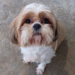 Shih Tzus from richview shihtzu