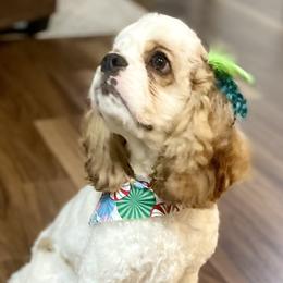 Lucy - Cocker Spaniel