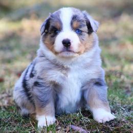 Ford - Blue merle male Miniature Australian Shepherd puppy in Menomonee Falls, Wisconsin from Hunt N Oaks