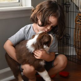Australian Shepherd Puppies from Indigo Grove Aussies