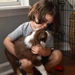 Australian Shepherd Puppies from Indigo Grove Aussies
