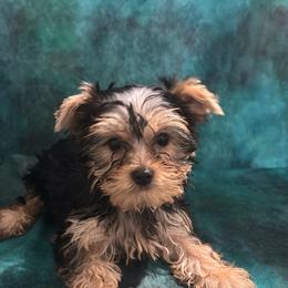 BB yellow girl - Blue and gold female Yorkshire Terrier puppy in Alburnett, Iowa from Hobbs Shire Yorkies