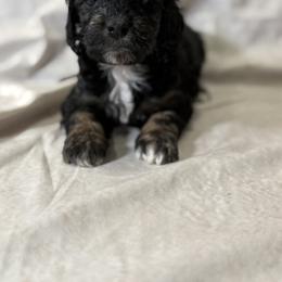 Cockapoo and Goldendoodle Puppies from Jax Doodles