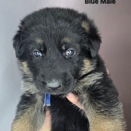 Blue - Black and red male German Shepherd puppy in Tony, Wisconsin from Muddy Acres German Shepherds