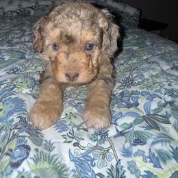 Petunia - Red merle female Aussiedoodle puppy in Austin, Texas from Doodles of Central Texas