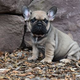 French Bulldog Puppies from Bleu Rock French Bulldogs