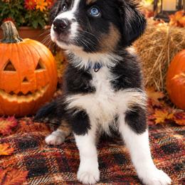 Johnny (blue collar) - Black tri-color male Australian Shepherd puppy in Okeechobee, Florida from Rothsolid Aussies