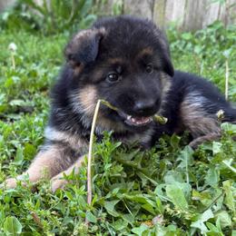 Pink - Black and red female German Shepherd puppy in Pana, Illinois from von Fenja German Shepherd Dogs