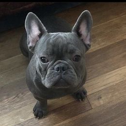 Blu - French Bulldog