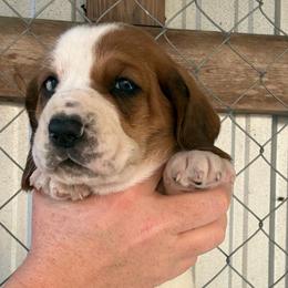 Purple collar - Mahogany and white female Basset Hound puppy in Kenansville, Florida from Fancy Hounds