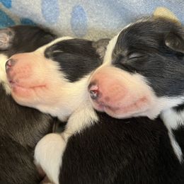 Border Collie Puppies from By Design Farm