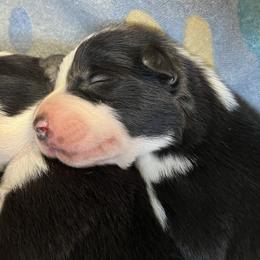 Border Collie Puppies from By Design Farm