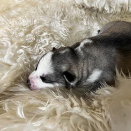 Goldendoodle and Siberian Husky Puppies from All American Pups