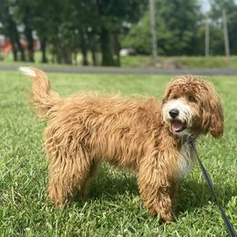 Oakley - Goldendoodle
