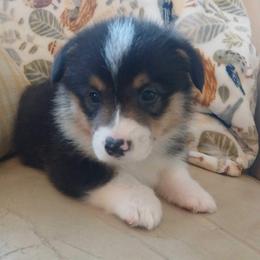 Match - Black and tan male Pembroke Welsh Corgi puppy in New Auburn, Wisconsin from Cordell Corgis