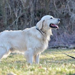 Rogue - Golden Retriever