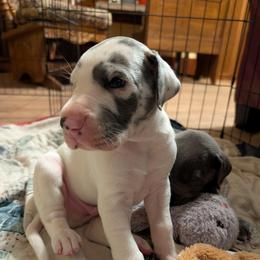 TipTon - Harlequin male Great Dane puppy in Turon, Kansas from RCM Great Danes