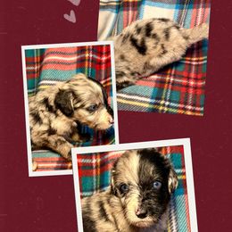 Barkley - Merle male Golden Aussiedoodle puppy in Bluefield, Virginia from Love on a Leash