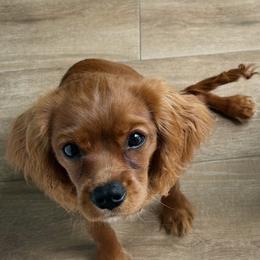 Juno - Ruby male Cavalier King Charles Spaniel puppy in Melbourne, Florida from Majestic Cavaliers of Melbourne FL