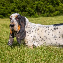 Dottie - Basset Hound