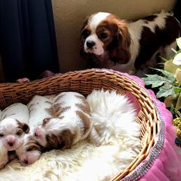 Cavalier King Charles Spaniel Puppies from Jina Ezell
