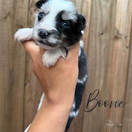 Boone - Blue merle male Miniature Australian Shepherd puppy in Waxahachie, Texas from Forever Holmes Aussies