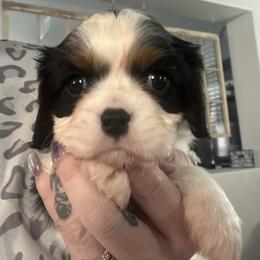 Eve - Tri-color female Cavalier King Charles Spaniel puppy in Las Vegas, Nevada from Heaven Sent Cavaliers