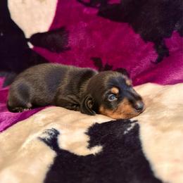 Monarch - Black and tan female Dachshund puppy in Nampa, Idaho from 208 Wiener Wiggle Butts LLC