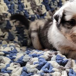 Australian Shepherd Puppies from Slemmer Aussies