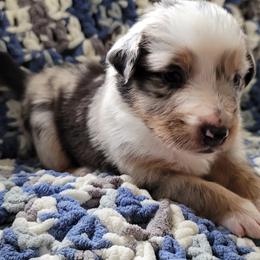 Australian Shepherd Puppies from Slemmer Aussies