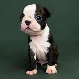 AKC Vinnie - Brindle and white male Boston Terrier puppy in Galena, Kansas from RottNBostons