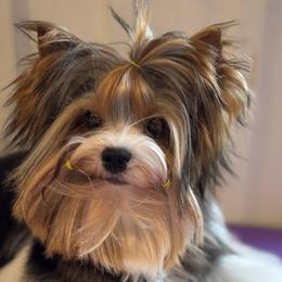 Beckham - Biewer Terrier