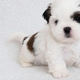 HANK - Brindle and white male Shih Tzu puppy in Las Vegas, Nevada from Beirin Breige Shih Tzus
