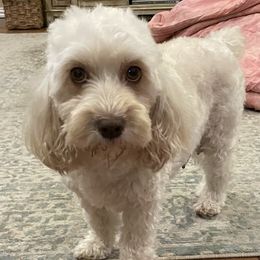 Jolene - Cockapoo