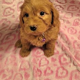 Girl-Lady Marida - Apricot Goldendoodle puppy in Pleasantview, Utah from Virgin River Kennel