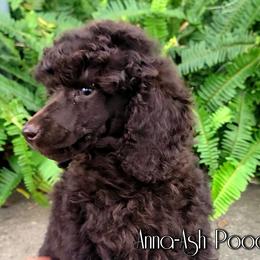 Poodle Puppies from Anna-Ash Poodles